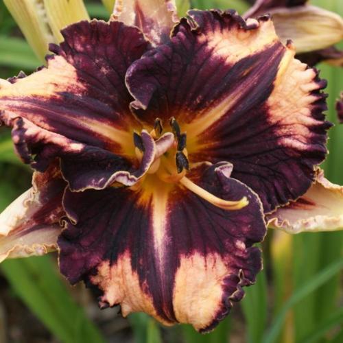 2 Fans Bulletproof Daylily