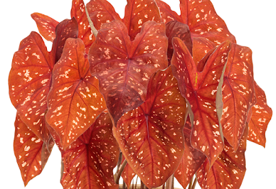 2 bulbs Burning Heart Caladium