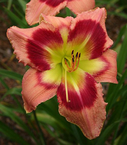 2 Fans Carnival In Mexico Daylily