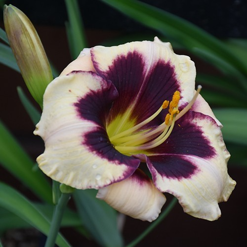 2 Fans Celebration Of Angels Daylily