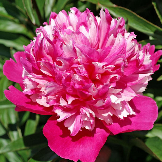 Celebrity Peony