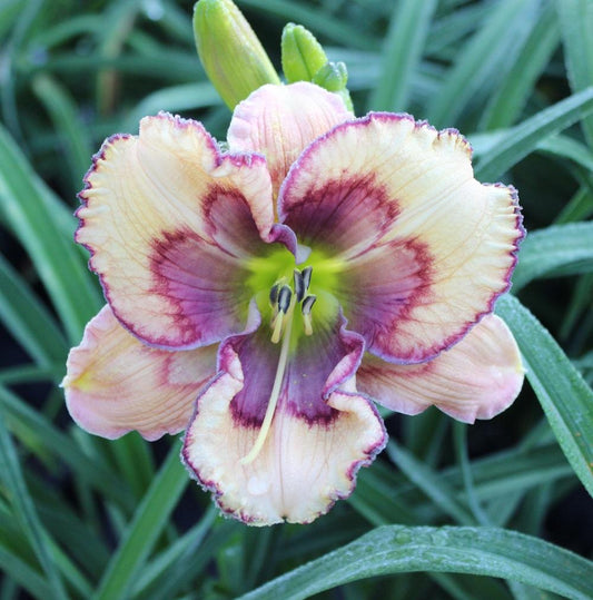 2 Fans Celtic Butterfly Daylily