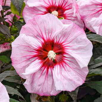 Cherry Choco Latte Hibiscus
