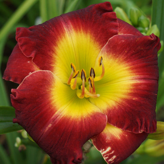 2 Fans Chinese Chariot Daylily