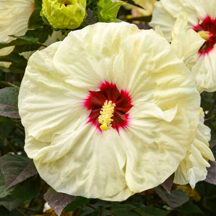 Coconut Cream Hibiscus