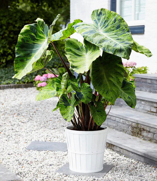 1 Bulb COLOCASIA MOJITO Elephant Ear
