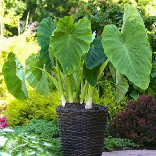 1 Bulb Large Colocasia Esculenta