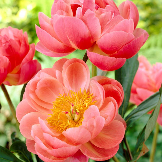 Coral Charm Garden Peony
