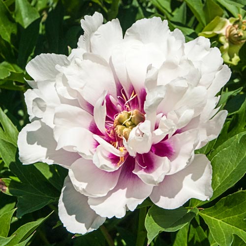 Cora Louise Itoh Peony