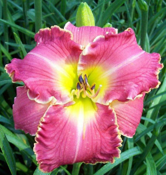 2 Fans Dixie Salvation Daylily