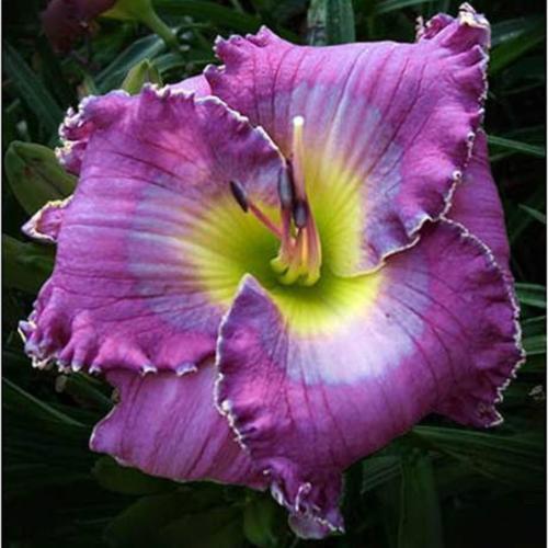 2 Fans Dragonfly Charmer Daylily
