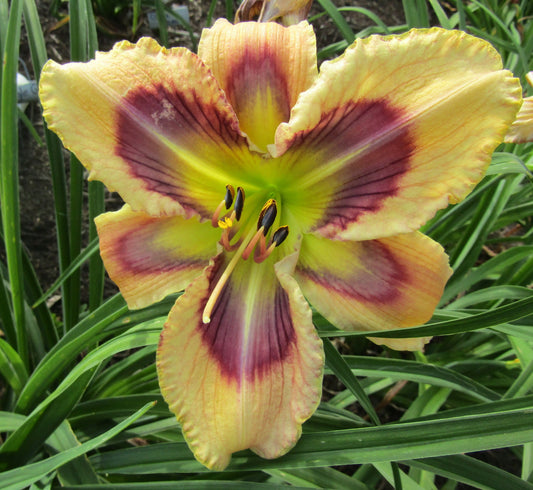 2 Fans Dragonfly Dawn Daylily