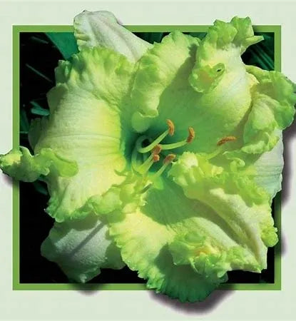 2 Fans Emerald Spring Daylily