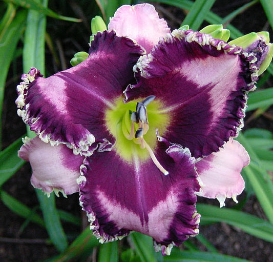 2 Fans fabulous Black Pearl Daylily