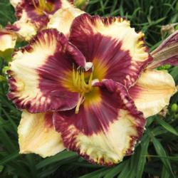 2 Fans Fancy Needlework Daylily