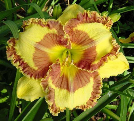 2 Fans Fashion Police Daylily