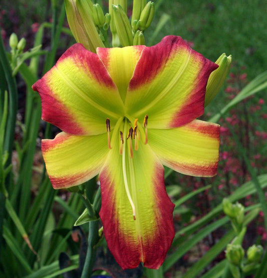 2 Fans Fried Green Tomatoes Daylily