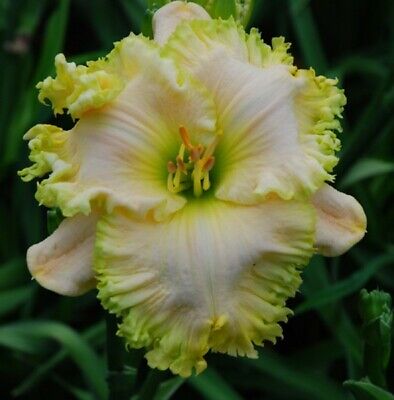 2 Fans Fringy Daylily