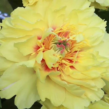 Garden Treasure Itoh Peony