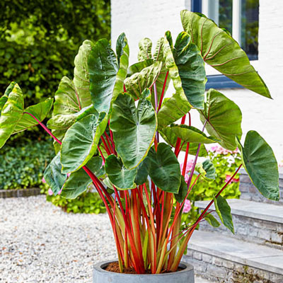 1 Bulb COLOCASIA HAWAIIAN PUNCH Elephant Ear