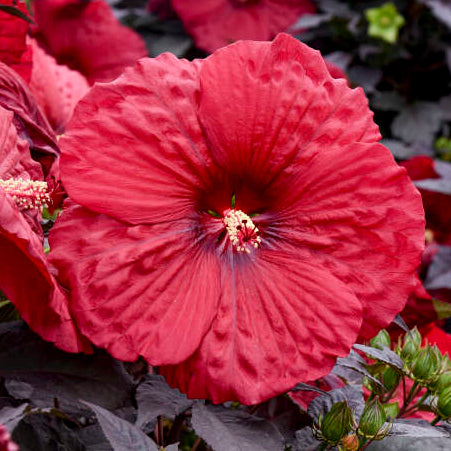 Holy Grail Hibiscus
