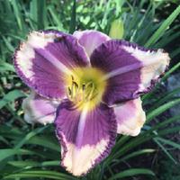 2 Fans Kansas City Kicker Daylily
