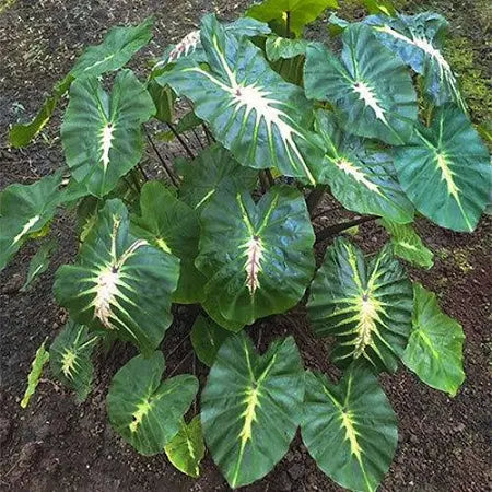 1 Bulb COLOCASIA WHITE LAVA Elephant Ear