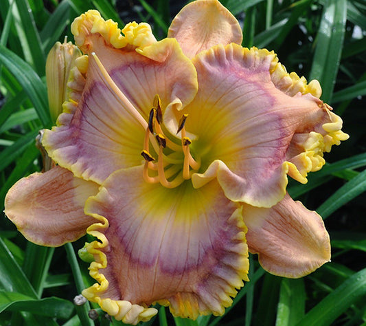 2 Fans Lavender Lighthouse Daylily