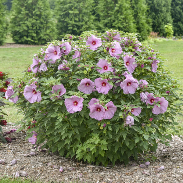Lilac Crush Hibiscus