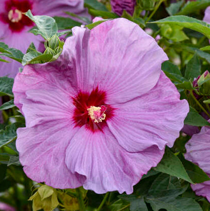 Lilac Crush Hibiscus