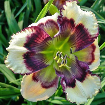 2 Fans Midnight Kaleidoscope Daylily