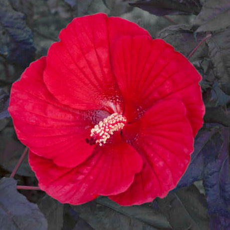 Midnight Marvel Hibiscus