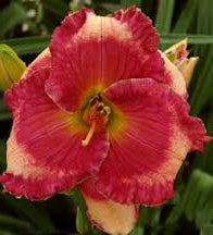 2 Fans Mississippi Music Man Daylily