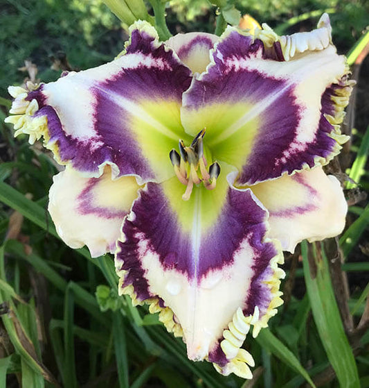 2 Fans Overcomer Daylily