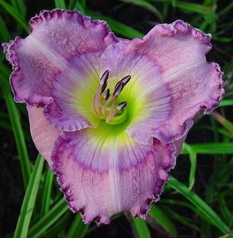 2 Fans Palace Garden Beauty Daylily