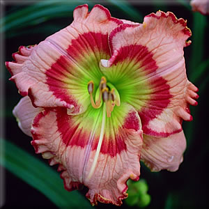 2 Fans Parrot Jungle Daylily