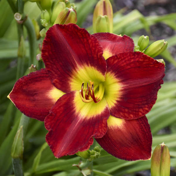 2 Fans Passion For Red Daylily