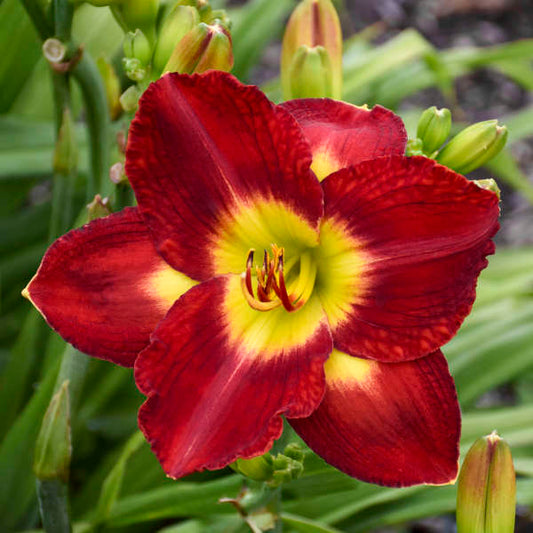 2 Fans Passion For Red Daylily