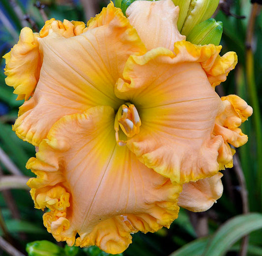 2 Fans Peach Sensation Daylily
