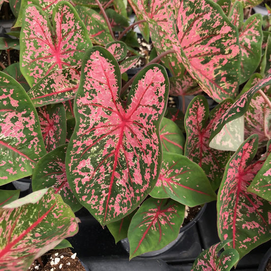 3 Bulbs Pink Beauty Caladium