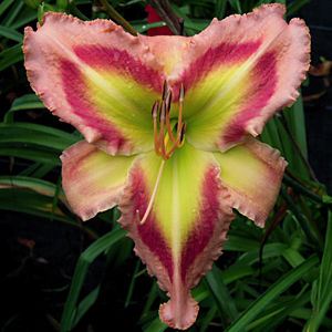 2 Fans Queen Of Green Daylily