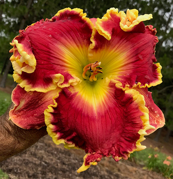 2 Fans Red Ovation Daylily