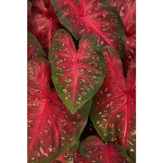 3 Bulbs Red Flash Caladium