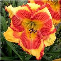 2 Fans Rings Of Desire Daylily