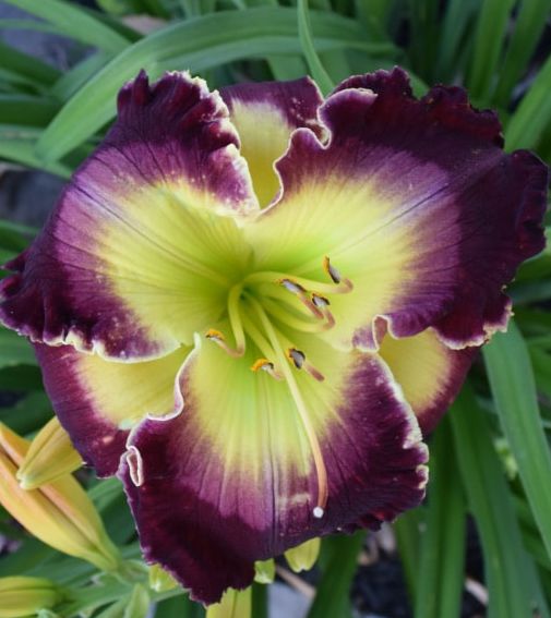 2 Fans Royal Extravaganza Daylily