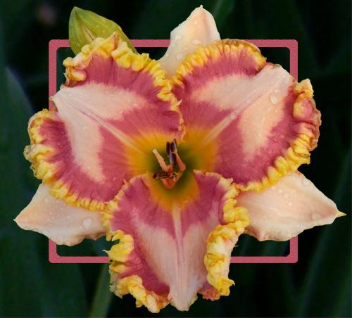 2 Fans Run The Race Daylily