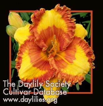 2 Fans Set My Soul Afire Daylily