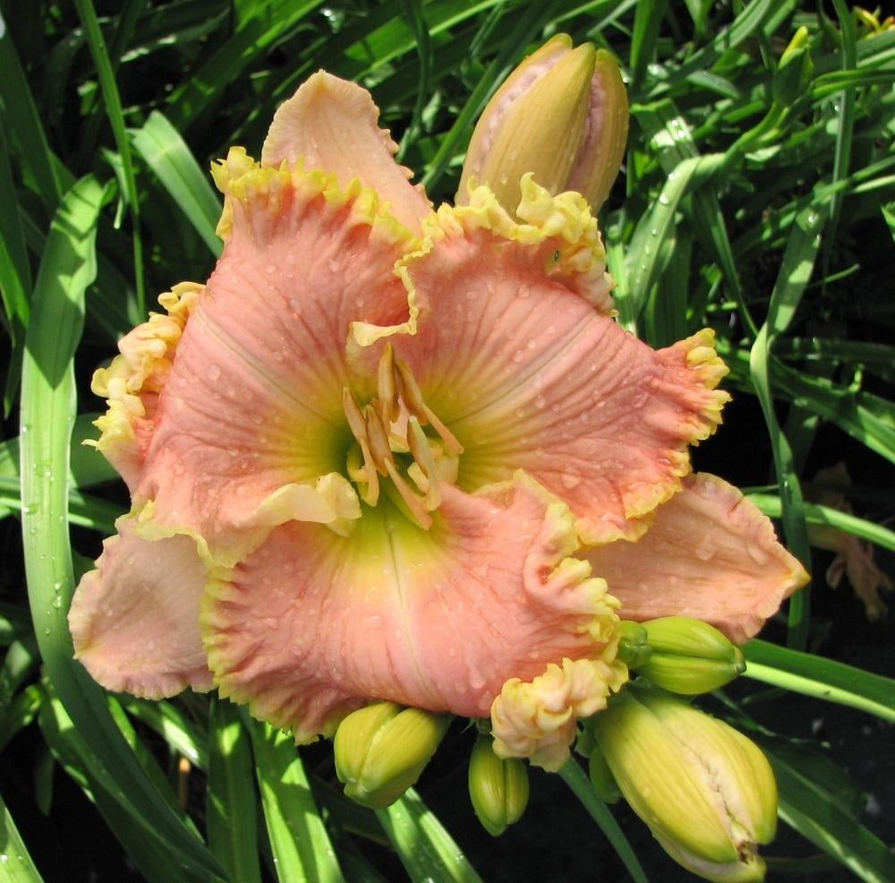 2 Fans Simply Smashing Daylily