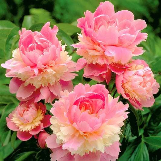 Sorbet Garden Peony