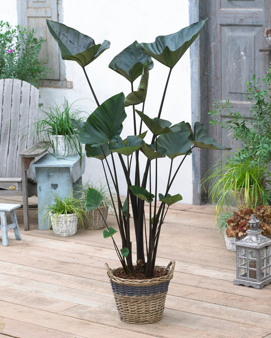 1 Bulb Colocasia Tea Cup
